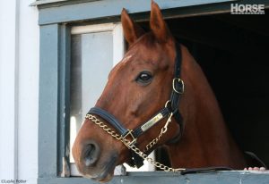 A Look Back at Triple Crown Contenders