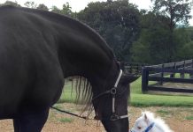 The Mini Therapy Horses of Gentle Carousel gentl carousel prince