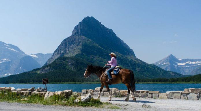 glacier national park horse