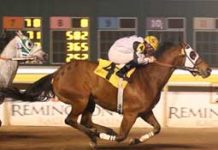American Paint Horse???s Winning Streak Ends at 16 got country grip