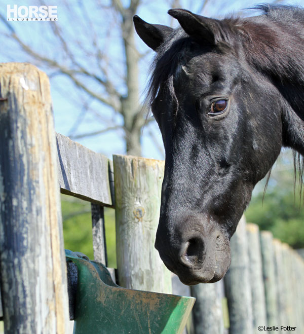How to Change a Horse’s Feed