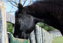 Equine nutrition expert offers free consultations to horse owners horse eating grain