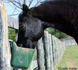 horse eating grain