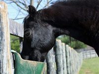 Understanding Processed Horse Feeds horse eating grain
