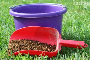 Causes for a Horse Losing Weight