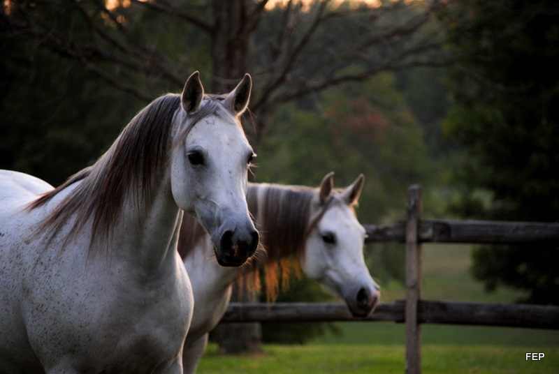 Arabian Horses