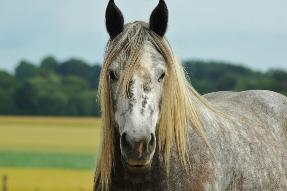 Gray Draft Horse