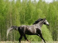 gray horse