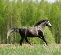 gray horse