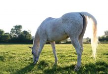 Safe Pasture Grazing for Insulin Resistant Horses gray horse grazing at sunset
