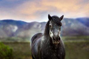 Equine therapy for PTSD studied at Columbia University