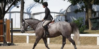 Gray Hunter - Horse-Related Goals