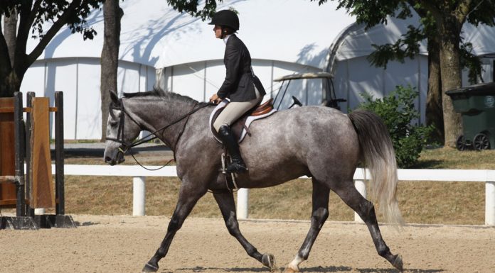 Gray Hunter - Horse-Related Goals