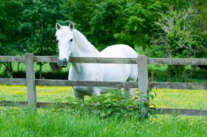 Gray Horses and Melanoma