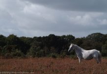 Befriending Wimpy gray pony