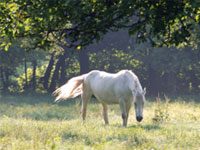 Standardbred Retirement Foundation seeks a new home for its horses gray senior horse