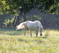 gray senior horse