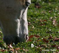 grazing closeup