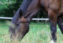 grazing draft horse