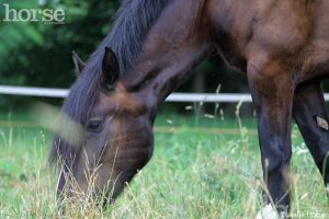 Soil and Hay Tests for Horse Owners