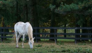 Senior Horse Retirement
