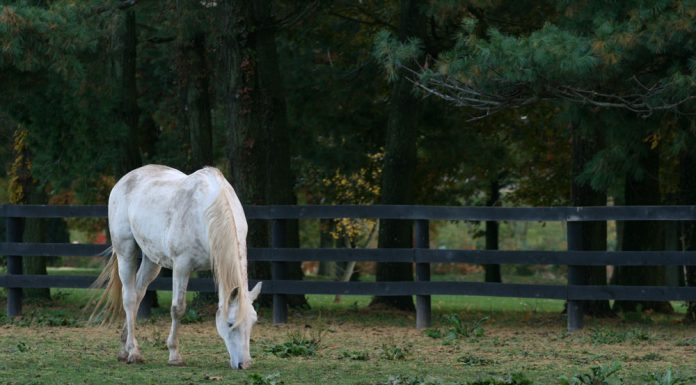 grazing gray dirty horse