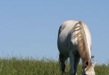 Official “Retired from Racing” designation created for registered Thoroughbreds grazing gray horse