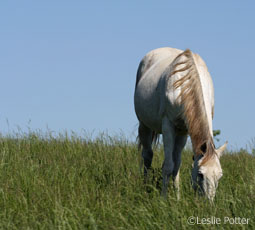 grazing gray horse