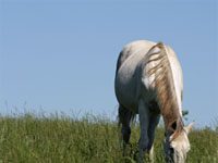 grazing gray horse