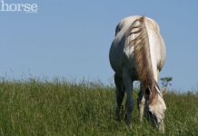 Managing Insulin Resistant Horses grazing gray horse