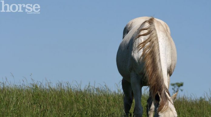 grazing gray horse