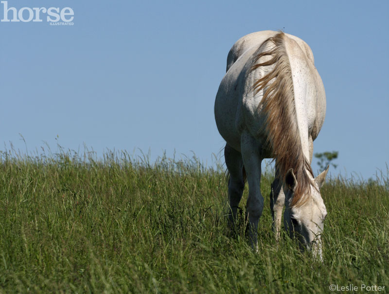 Grazing gray horse