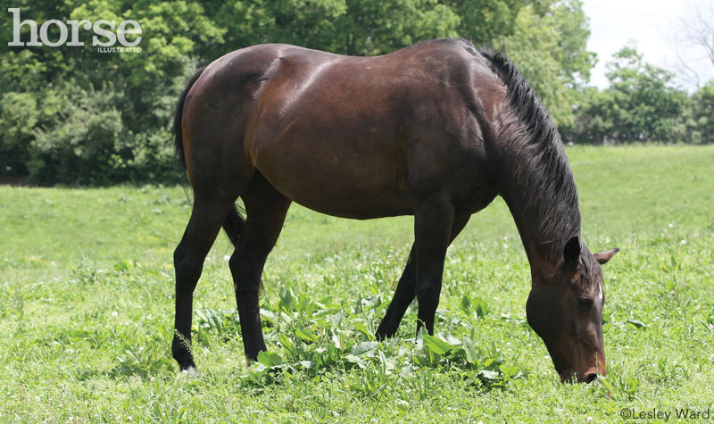 Horse grazing in springtime