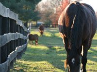 Is your horse getting sufficient vitamins and minerals? Grazing Horses