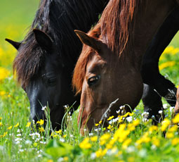 grazing in flowers