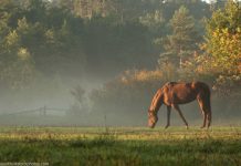 Horse grazing in the morning sun