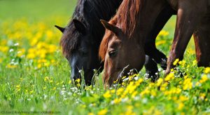 Prevent summer sores in horses