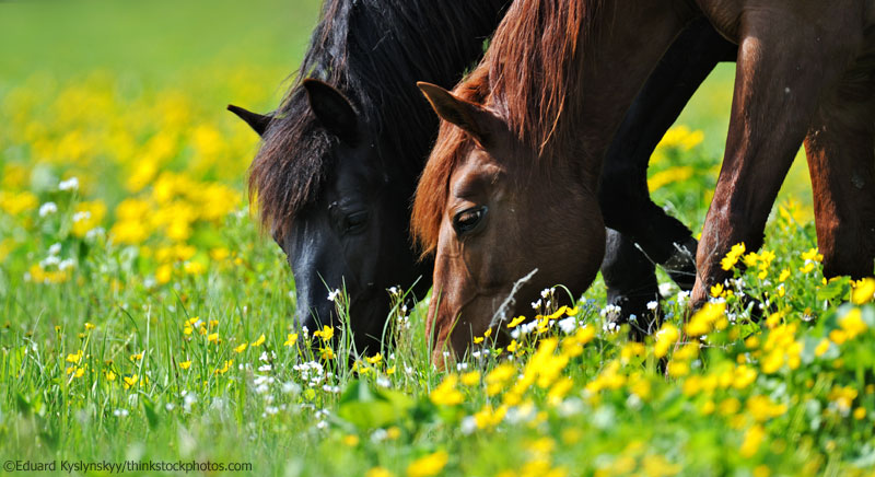 Prevent summer sores in horses