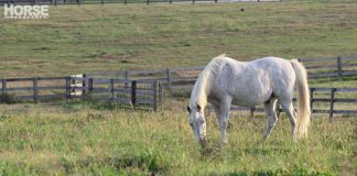 Gray horse grazing in a field