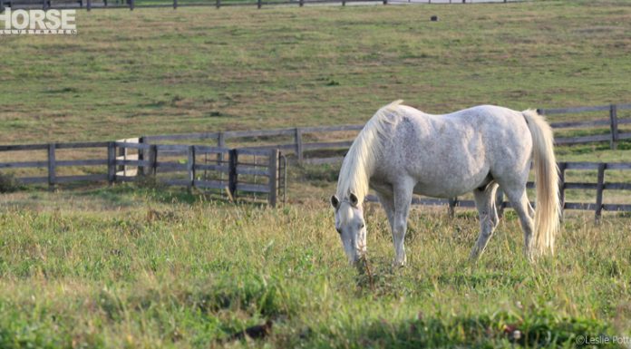 gray horse grazing in a field
