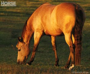 The Amazing — and Troublesome — Equine Digestive System