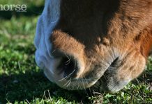 grazing up close