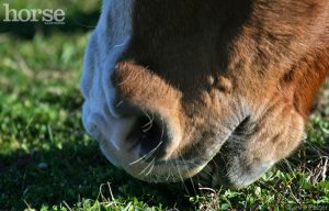 What Does It Mean When Your Horse Is Dropping His Feed?