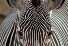 Rare Grevy’s Zebra foal born at The Phoenix Zoo in Arizona grevys zebra