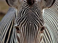 grevys zebra