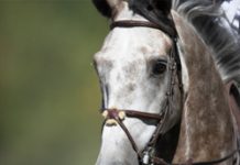 Canada???s Spruce Meadows Summer Tournaments Underway grey white
