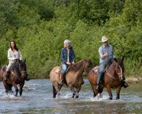 Do You Have America’s Favorite Trail Horse? group trail riding through water