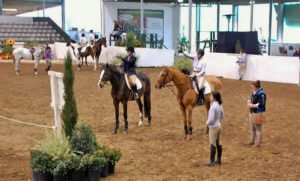 The Pros and Cons of Showing Horses as a Grown Up