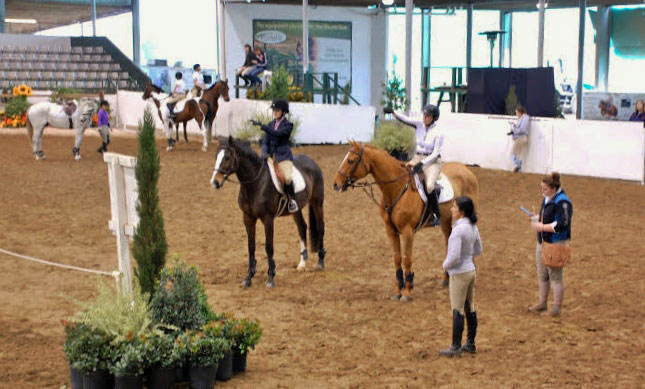 The Pros and Cons of Showing Horses as a Grown Up