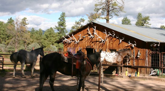 guest ranch horses